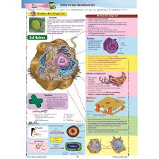 Pewarisan 5.1 mensintesis konsep pewarisan berdasarkan eksperimen mendel 5.2 pewarisan 5.3 gen dan kromosom. Pembelajaran Holistik Peta Minda Visual Diagram Biologi Spm Tingkatan 4 5 Dwibahasa Shopee Malaysia