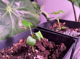 Image result for Corallocarpus bainesii