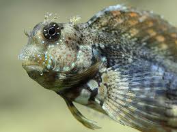 Lawnmower Blenny: Diet, Reef Compatibility, Tank Size & More