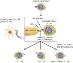 T Lymphocytes And Cellular Immunity Microbiology