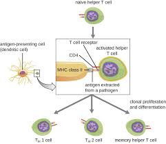 t lymphocytes and cellular immunity microbiology