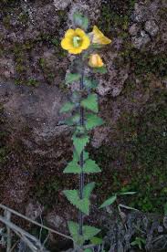 Image result for Alectra sessiliflora