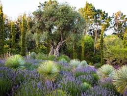 Mediterranean Garden Olive Tree Bay Area Brandon Tyson Berkeley Ca The Gnarled Tr Mediterranean Garden Design Garden Design Magazine Mediterranean Garden