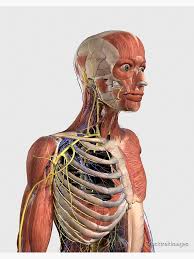 The muscles of the chest and upper back occupy the thoracic region of the body inferior to the neck and. Human Upper Body Showing Muscle Parts Axial Skeleton Veins And Nerves Art Board Print By Stocktrekimages Redbubble