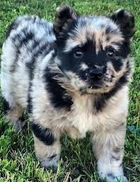 We did not find results for: 14 Australian Shepherd Mixes Working Dogs With Hearts Of Gold