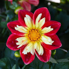 Image result for Dahlia
