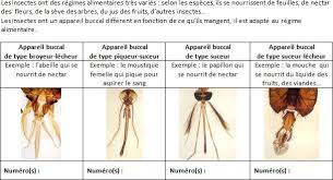L Appareil Buccal Des Insectes Insectes Appareil Nourrir