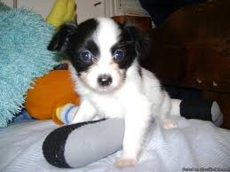 Check spelling or type a new query. Akc Papillon Puppies Prince Princess Price 800 00 For Sale In Orange California Best Pets Online