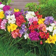 Pin By Kevin Y Nancy Hofkamp On Kwiaty Freesia Flowers Bulb Flowers Summer Flowering Bulbs