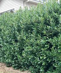 Bay Leaf Hedge Kyneton Garden Plants Design Home Landscaping Garden Hedges