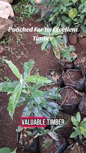 Image result for Brachylaena huillensis