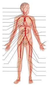 Explore more available science elements and. Body Arteries Diagram Quizlet