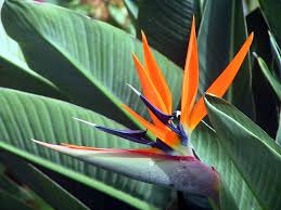 Flying Bird Of Paradise Drawing Flower Pictures Tk Birds Of Paradise Flower Birds Of Paradise Paradise Flowers