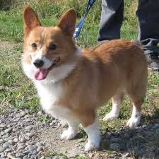 What is a teacup corgi. Corgi Mix Puppies Mn Petsidi