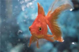 Sebbene i pesci rossi siano animali da acqua fredda, è buona norma dotare comunque l'acquario di un riscaldatore. 15 Nomi Di Pesci Rossi Classici Come Creare Una Casa Felice Per Il Tuo Animale Domestico