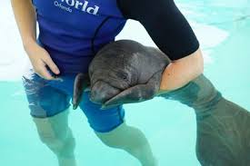 Discover the magic of the internet at imgur, a community powered entertainment destination. Seaworld Pics Show Rescued Baby Manatee Feeding As Park Prepares For Years Long Rehab Orlando Sentinel