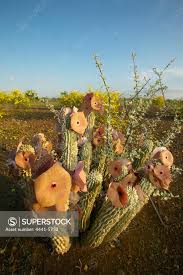 Image result for Rhigozum brevispinosum