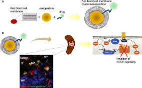 Primary biliary cholangitis (pbc), previously known as primary biliary cirrhosis, is an autoimmune disease of the liver. The Spleen In Liver Cirrhosis Revisiting An Old Enemy With Novel Targets Journal Of Translational Medicine Full Text