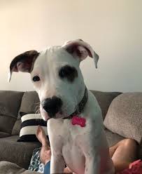 Registration is $45 for lifetime protection which will be added on top of the adoption fee. Dog For Adoption Ava 16 A Yellow Labrador Retriever Mix In Killingworth Ct Petfinder Pet Adoption Dog Adoption Help Homeless Pets