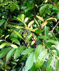 Image result for Cunonia capensis