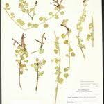 Image result for Anisotes