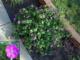 All weed control products are influenced by environmental conditions such as, air temperature and humidity levels. Cranesbill Cutting Back Recommendations Pic
