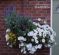 Maybe you would like to learn more about one of these? Plant Profile Petunias The Fabulous Garden