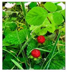 Image result for Duchesnea indica