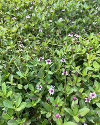 Image result for Cyathula lanceolata