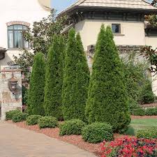If you need fast growing if you need fast growing shrubs with so much choice what do you use. 10 Fast Growing Privacy Shrubs For Nc Blog