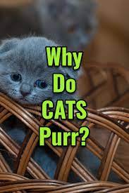 Why Do Cats Purr Cat Purr Why Do Cats Purr Purring