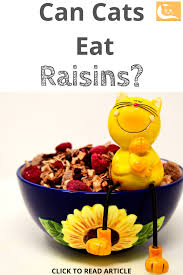 Almost certainly some cats do; Can Cats Eat Raisins Eat Raisin Dehydrated Fruit