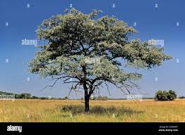 Image result for Terminalia kilimandscharica