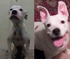 & why our puppy families love us. Mi Ki Dog Rescue Adopt A Mi Ki