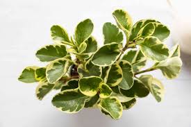 These are the ones you're most likely to find in your local garden center. Peperomia Plants Indoor Care And Growing Guide