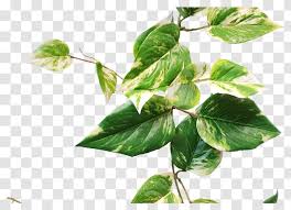 pothos garland leaf plant stem herb green faux berry branch transparent png pothos garland leaf plant stem herb