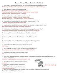 Cellular Respiration Worksheet Answers Printable Worksheets Are A Valuable School Room Tool In 2021 Cellular Respiration Biology Worksheet Photosynthesis Worksheet