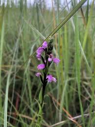 Image result for Brachycorythis