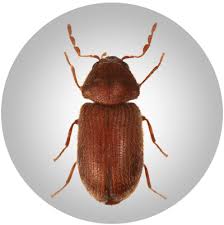 Kleine braune käfer in der wohnung erscheinen mit beneidenswerter regelmäßigkeit. Kammerjager Effective Concept Schadlinge