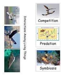 This Is A Foldable That Includes The Following Interactions Among Living Things Competition Predation Including Predator Pre Symbiosis Foldables Mutualism