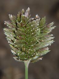 Image result for Tristachya