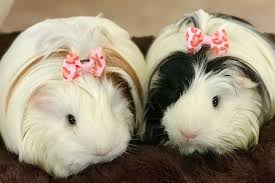 Hamsters rodents baby guinea pigs guinea pig care animals and pets baby animals pig pics guinea pig accessories guniea pig. 12 Guinea Pig Breeds With Pictures Pet Comments