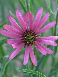 Image result for Echinacea Lustre hybrids