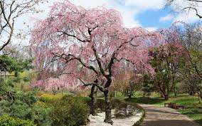 Maybe you would like to learn more about one of these? Picture Usa Missouri Botanical Garden Spring Nature Parks 1920x1200