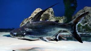 Pangasius Sanitwongsei Vikipedi