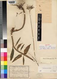 Image result for Kalanchoe glaucescens