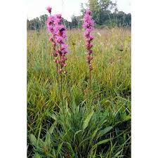 Image result for Blepharis aspera