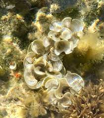 Padina Sanctae Crucis Biodiversity4all