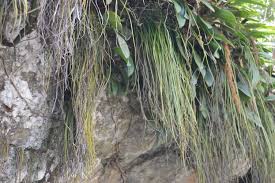 Image result for Vittaria elongata