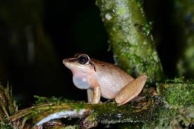 Image result for Pristimantis nankints
